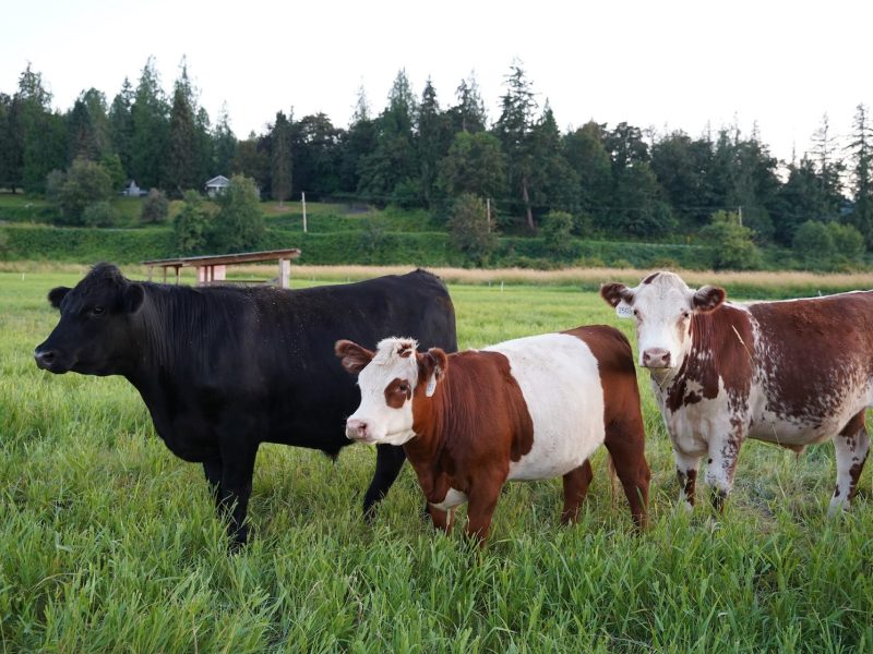 Supporting a Mission-Driven Farm Hub